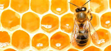 Солодкий мед: Сьогодні Міжнародний день бджіл