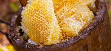 В Україні стає популярним бортьовий та колодний мед