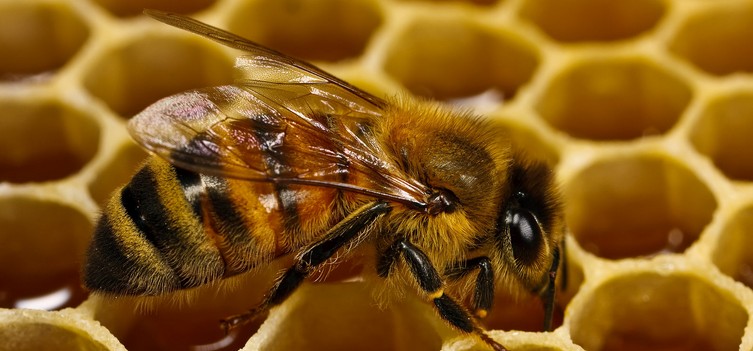 Бджоли - священні посланці богів