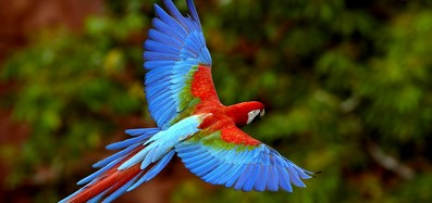 Папуго-папужко