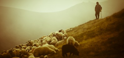 Пастух