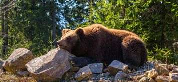 Зворушлива історія про дружбу ведмедя та повстанця УПА