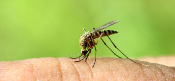 Чому одних людей комарі “люблять”, а інших ні – відповідь вчених