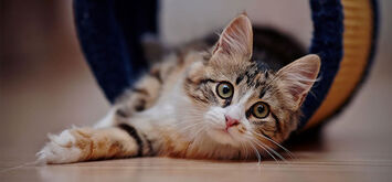 Як кішки можуть відвести від господарів біду, а також вилікувати від недуг